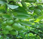 Hot sunny weather, lemon price increases