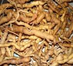 HOW GROWING MORINDA OFFICINALIS