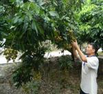 Hung Yen longan and opportunities 'abroad'