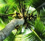 Ben Tre coconut products have more new markets