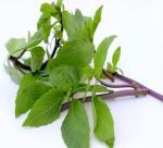 13 benefits of basil