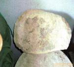 OIL CAKE FOR PRODUCTION OF SOY SAUCE