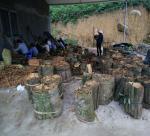 CINNAMON TREES BECOME KEY