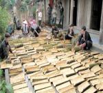 CINNAMON TREES BECOME KEY