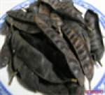 Gléditschia australis hemsl-BO KET VIETNAM