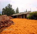 Match the waste coconut shells to a unique product to collect millions